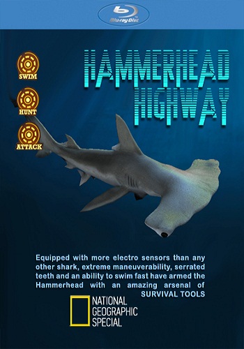 Специальный выпуск: Пути акулы-молота / National Geographic Special: Hammerhead Highway VO