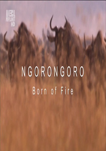 В дебрях Африки. Кратер Нгоронгоро. Рождённый в огне / Wildest Africa. Ngorongoro. Born On Fire VO