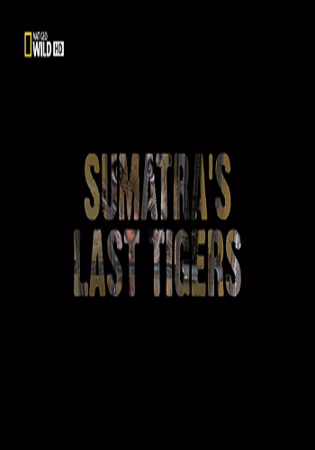 Последний тигр Суматры / Sumatra's Last Tigers VO