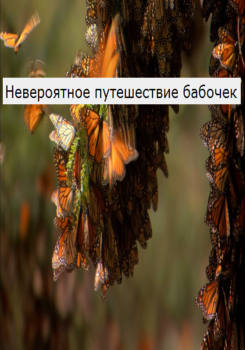 Невероятное путешествие бабочек / The Incredible Journey of the Butterflies DVO