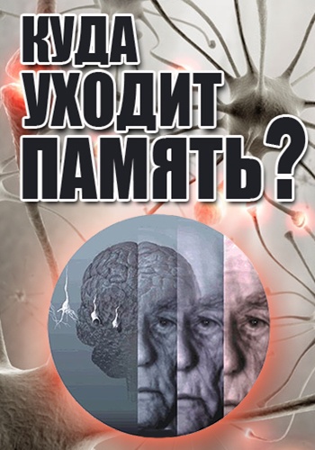 Куда уходит память?
