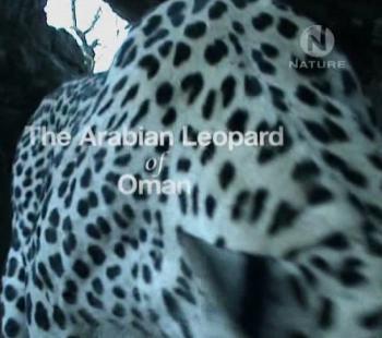 Арабский леопард Омана / The Arabian Leopard of Oman VO