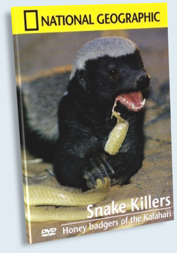National Geographic: Медоеды. Змеиные убийцы / National Geographic: Honey Badgers of the Kalahari. Snake Killers VO
