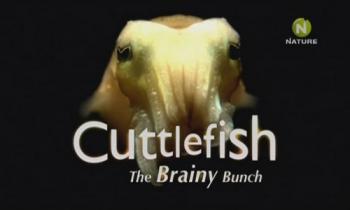 Смышленые каракатицы / Cuttlefish the Brainy Bunch VO