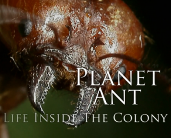 BBC: Планета муравьёв: Взгляд изнутри / BBC: Planet Ant: Life Inside the Colony DVO