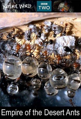 BBC: Муравьиная империя / BBC: Empire of the Desert Ants VO