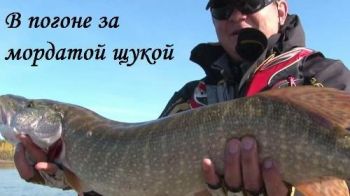 В погоне за мордатой щукой