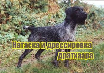 Натаска и дрессировка дратхаара