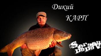 Дикий карп