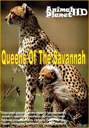 Королевы саванны (сезон 1. 3 серии из 3) / Queens Of The Savannah DUB