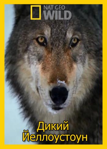 National Geographic. Дикий Йеллоустоун: Волчица / National Geographic. Wild Yellowstone: She Wolf MVO