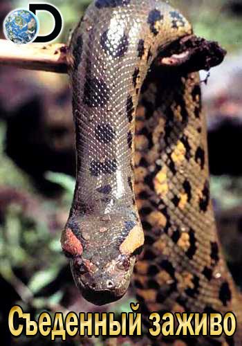 Discovery. Съеденный заживо / Discovery. Anaconda: Eaten Alive VO
