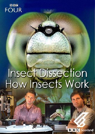 Вивисекция. Как устроены насекомые / BBC. Insect Dissection: How Insects Work VO