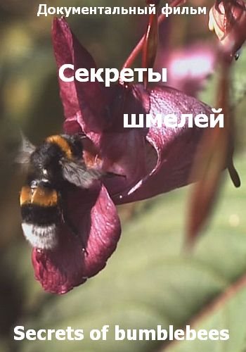 Секреты шмелей / Animal Family. Secrets of bumblebees VO