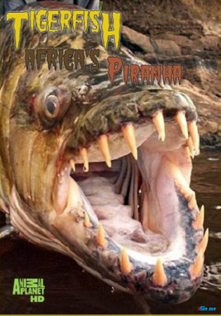 Терапон. Африканская пиранья / Tigerfish. Africa's Piranha DUB