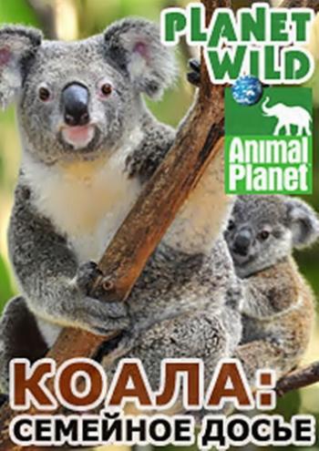 Дикая планета. Коала: семейное досье / Planet Wild. Koala: family confidential VO