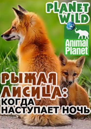 Дикая планета. Рыжая лисица: когда наступает ночь / Planet Wild. Red fox: after dark VO