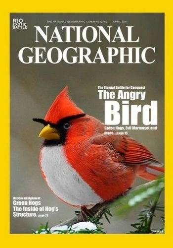 Реальные Злые птицы / Nat Geo Wild. Real Angry Birds DUB