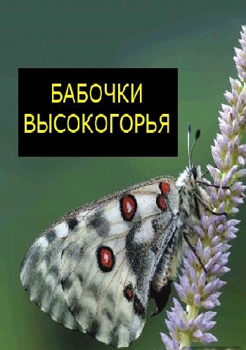 Бабочки высокогорья