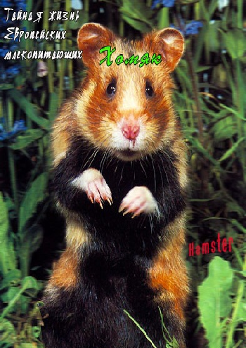 Тайная жизнь Европейских млекопитающих: Хомяк / The Secret Life Of European Mammals:Hamster VO