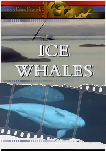 Дикий мир. Киты во льдах / Ice Whales VO