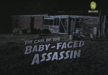 Дело убийцы с кукольным лицом / The Case of the Baby Faced Assassin VO