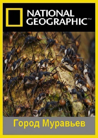 Город Муравьев / National Geographic. City of Ants VO