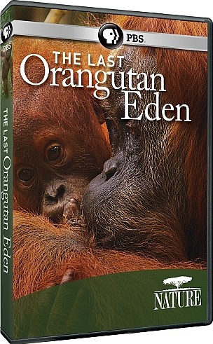 Последний рай орангутанов / Nat Gio Wild. The Last Orangutan Eden DUB