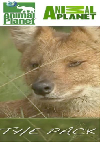 Стая. Красные волки / The Pack. Dhole VO