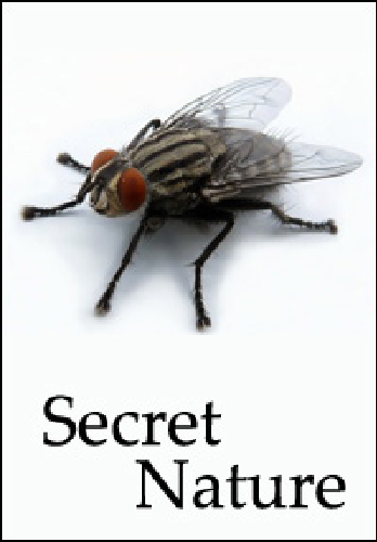 Тайны природы. Невероятные мухи / Secret Nature. Incredible Flies VO