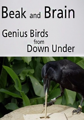 Клюв и мозг. Гениальные птицы / Beak and Brain - Genius birds from Down Under DVO