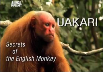 Уакари - тайны английской обезьяны / Uakari - Secrets of the English Monkey VO