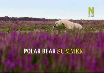 Лето белых медведей / Polar Bear Summer DUB