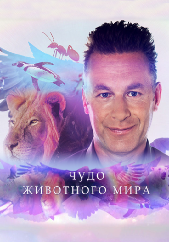 Чудо животного мира (1-6 серии из 6) / Wonder of Animals VO