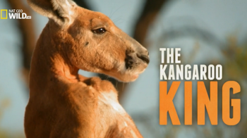 Король кенгуру / NAT GEO WILD. The Kangaroo King DUB