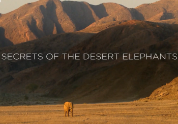 Хоаниб секреты пустынных слонов / NAT GEO WILD. Secrets of The Desert Elephants DUB