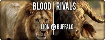 Кровная вражда. Лев против буйвола / NAT GEO WILD. Blood Rivals. Lion vs Buffalo DUB