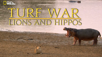 Война за территорию. Львы и бегемоты / NAT GEO WILD. Turf War. Lions and Hippos DUB