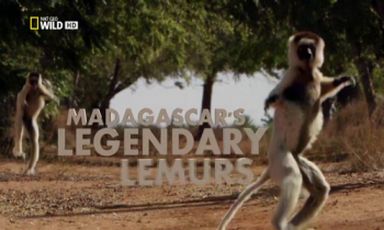 Легендарные лемуры Мадагаскара / NAT GEO WILD. Madagascar's Legendary Lemurs DUB