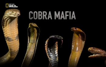 Мафия кобры / NAT GEO WILD. Cobra Mafia DUB