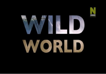 Мир Дикой Природы (2 сезон: 1-7 серии из 7) / Wild World VO