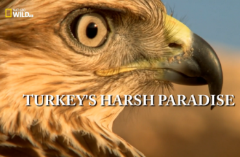 Дикая Турция / NAT GEO WILD. Turkey's Harsh Paradise DUB