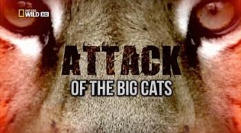 Атака больших кошек / NAT GEO WILD. Attack of the Big Cats DUB