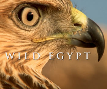 Дикий Египет / NAT GEO WILD. Wild Egypt DUB