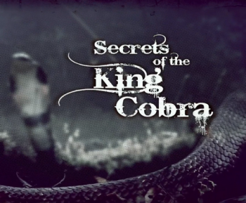 Загадки королевской кобры / NAT GEO WILD. Secrets of the King's Cobra DUB