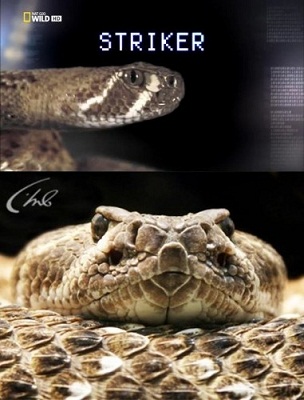 Голодное нападение / NAT GEO WILD. Striker VO