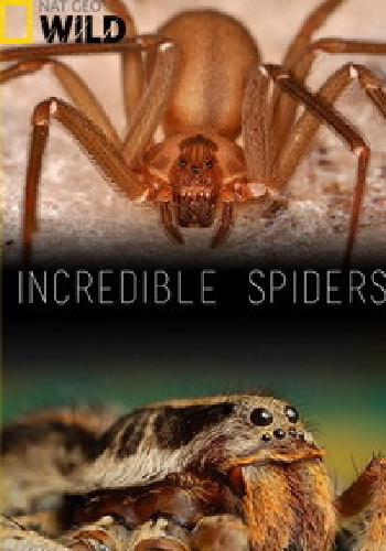 Удивительные пауки / Incredible spiders DUB
