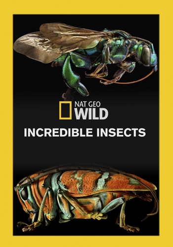 Удивительные насекомые / Incredible Insects VO