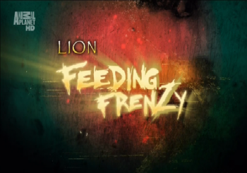 Как прокормить льва / Lion Feeding Frenzy VO