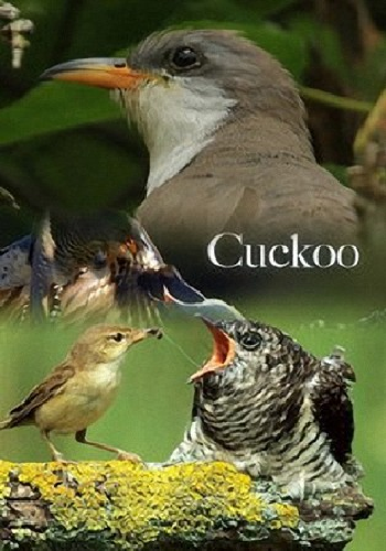 Мир природы. Кукушка / The Natural World. Cuckoo DUB